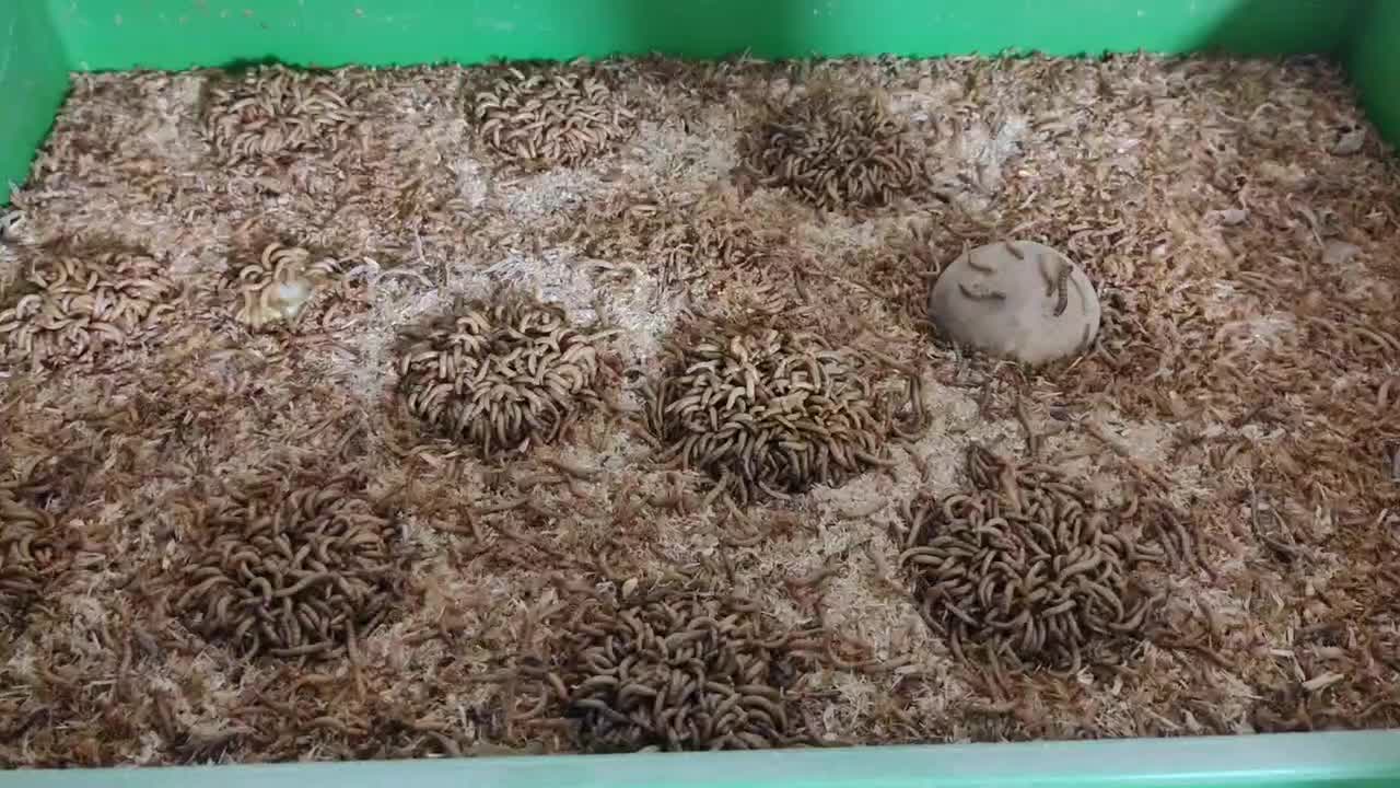 میلورم|لوازم جانبی حیوانات|دزفول, |دیوار