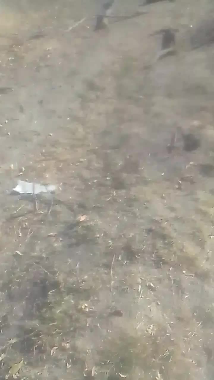 پخش کود چوب بری سم پاشی هرس کاری|خدمات باغبانی و درختکاری|تنکمان, |دیوار