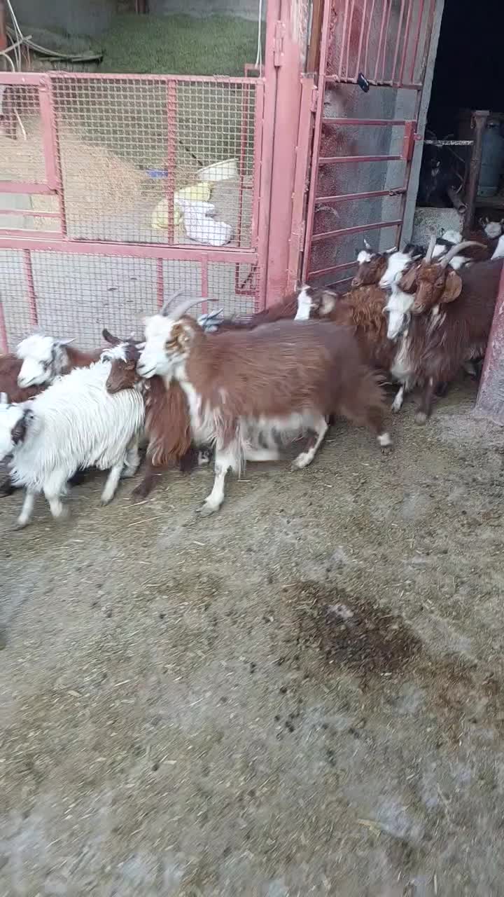 سلام گوسفند فروشی|حیوانات مزرعه|مرودشت, نقش رستم|دیوار