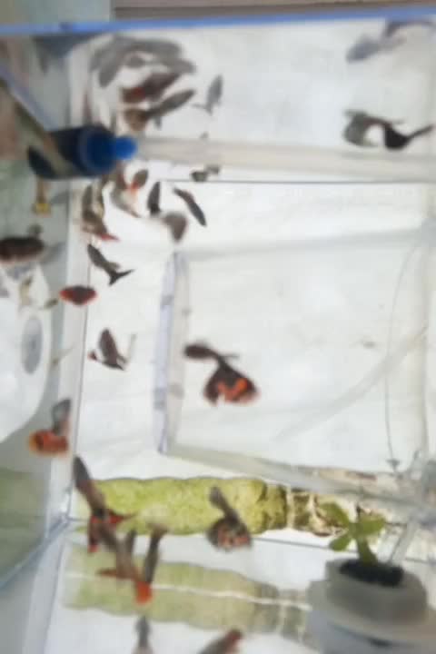 ماهی گوپی نر|ماهی|بناب, |دیوار