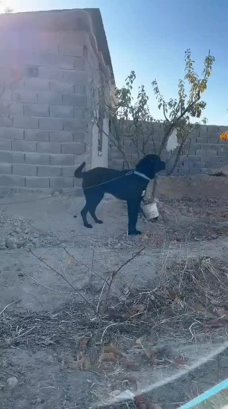 سرابی باشجره|سگ|ماهدشت, |دیوار