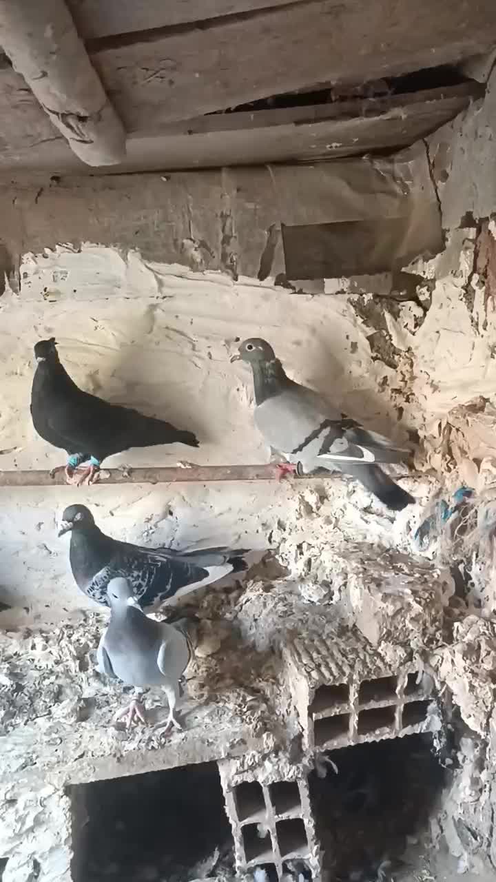 کبوتر پرشی|پرنده|جغتای, |دیوار