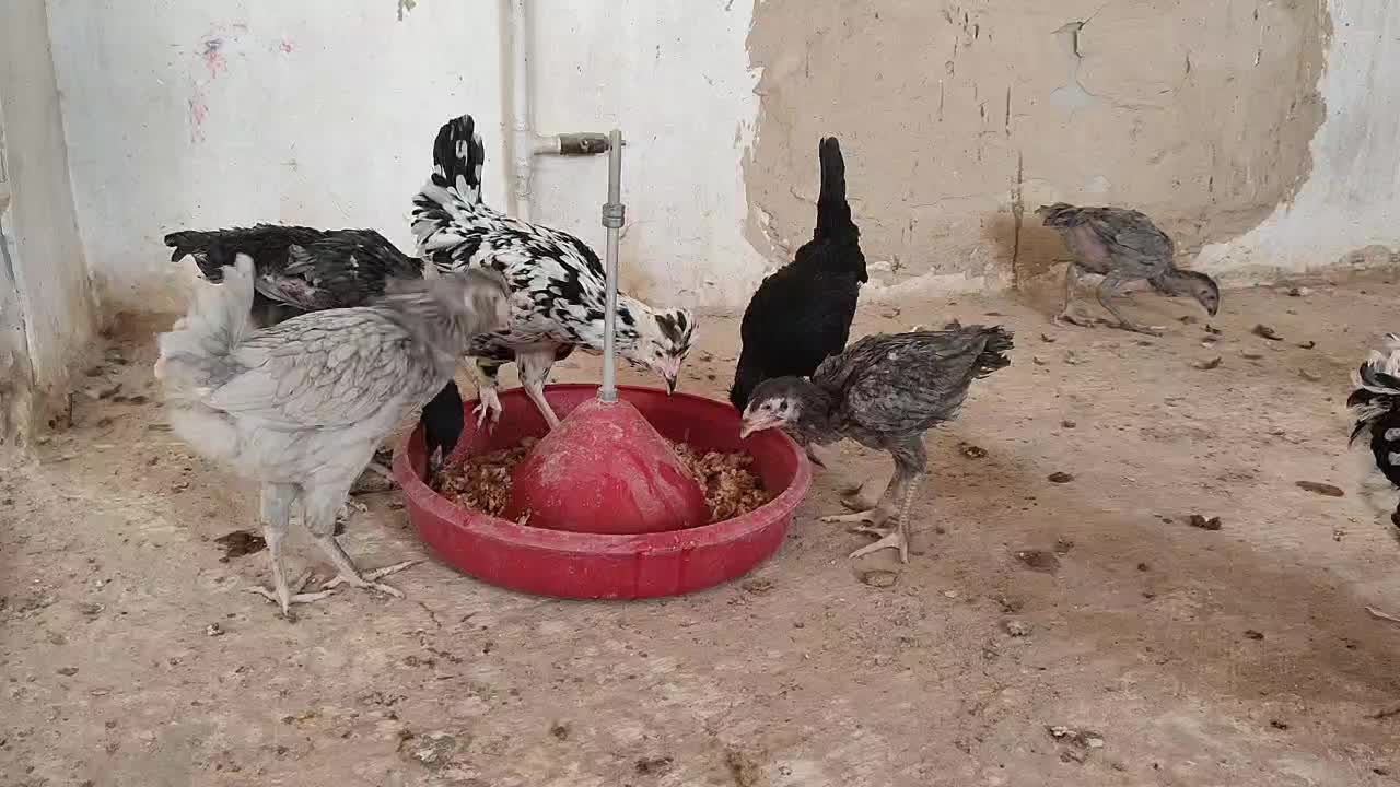 مرغ خروس لاری و گلین ریشو توسی خال سوزنی|حیوانات مزرعه|قم, نوبهار|دیوار