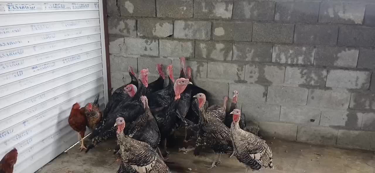 بوقلمون محلی خروس کبابی|حیوانات مزرعه|رضوانشهر, |دیوار