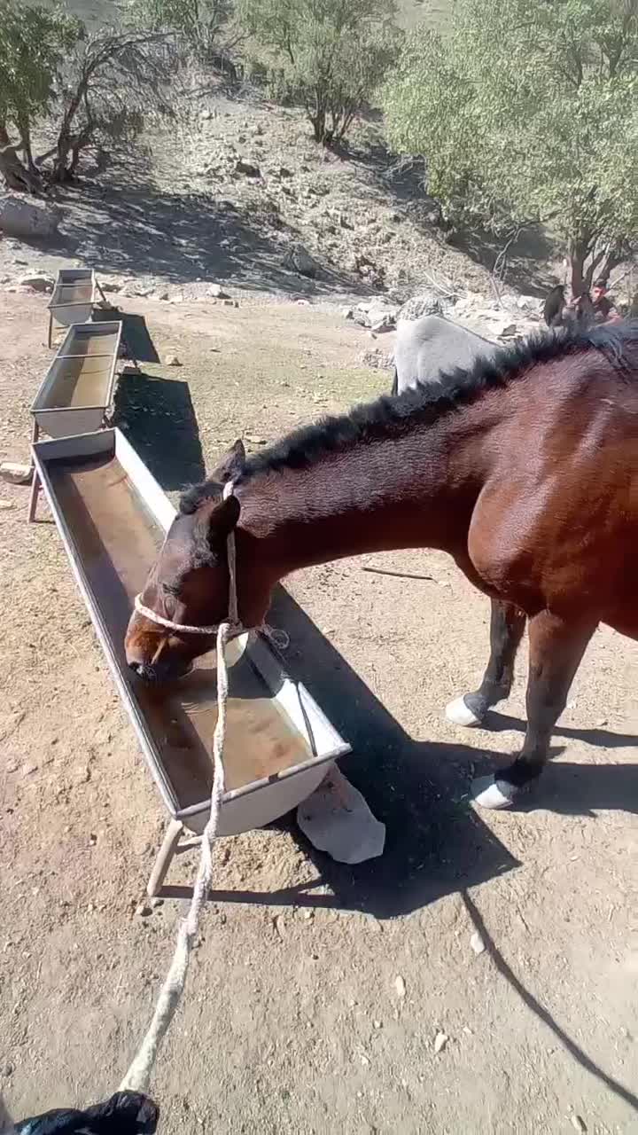 مادیون وکره ویک اسب|اسب و تجهیزات اسبسواری|خرمآباد, |دیوار