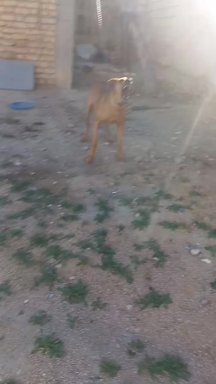 سگ گریت دین|سگ|اسفراین, |دیوار