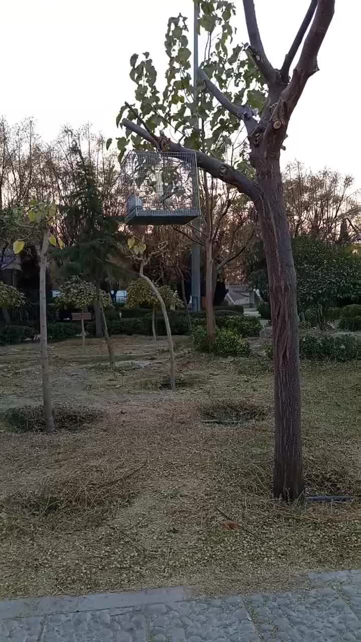 سهره کرمونی بخون معاوضه|پرنده|شهریار, اصیل آباد|دیوار