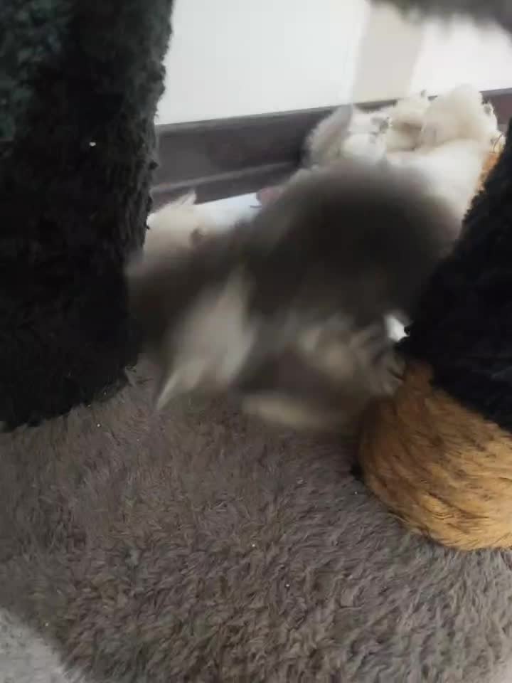 چینچیلا سیلور اسکاتیش بریتیش|گربه|ساری, |دیوار