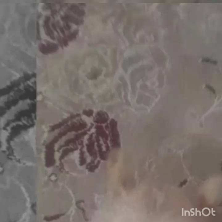 گمشده|سگ|ماهدشت, |دیوار