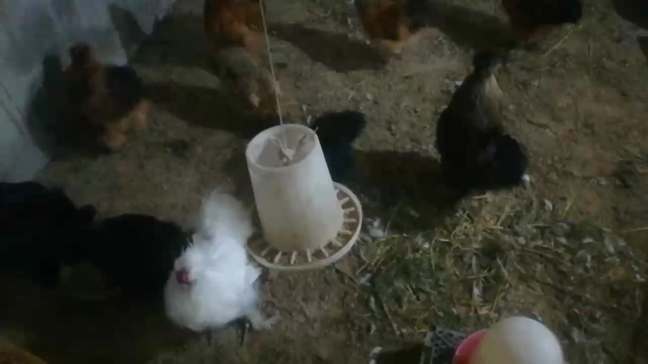 ابریشمی کوپال مولد|حیوانات مزرعه|آستانه اشرفیه, |دیوار