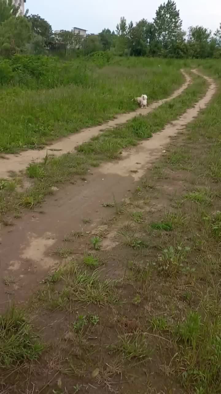 اشمیتز اصل، نر   برای جفت خوردن|سگ|رشت, شهرک صبا|دیوار