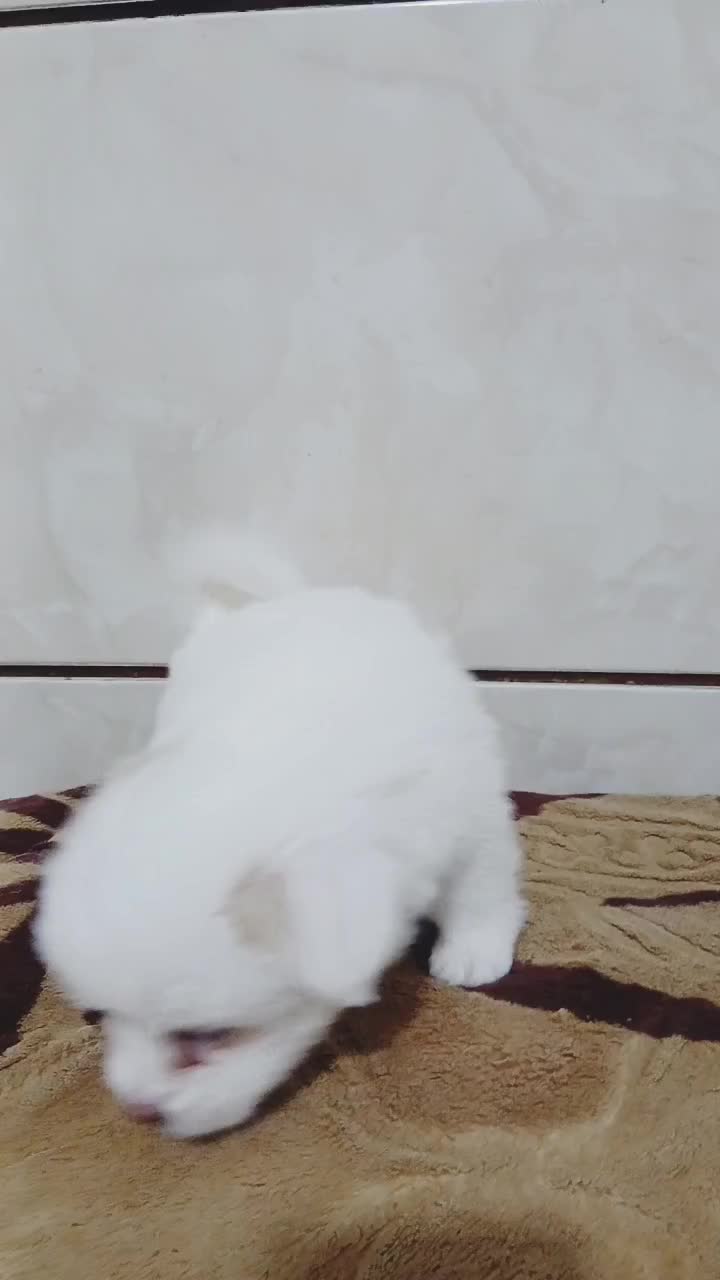 چند کوچولوی خانگی آماده واگذاری|سگ|شیراز, دست خضر|دیوار