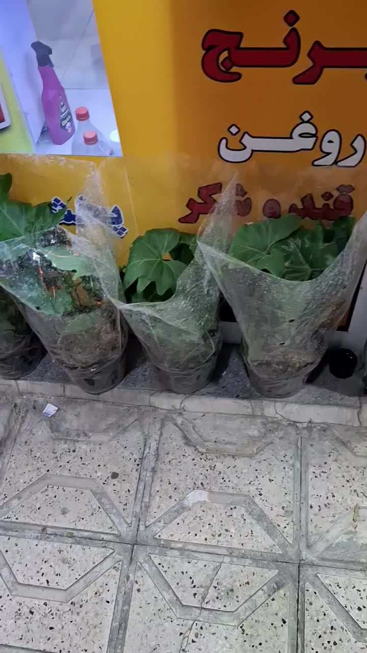 گل وگیاه طبیعی|گل و گیاه طبیعی|مشهد, هنرور|دیوار