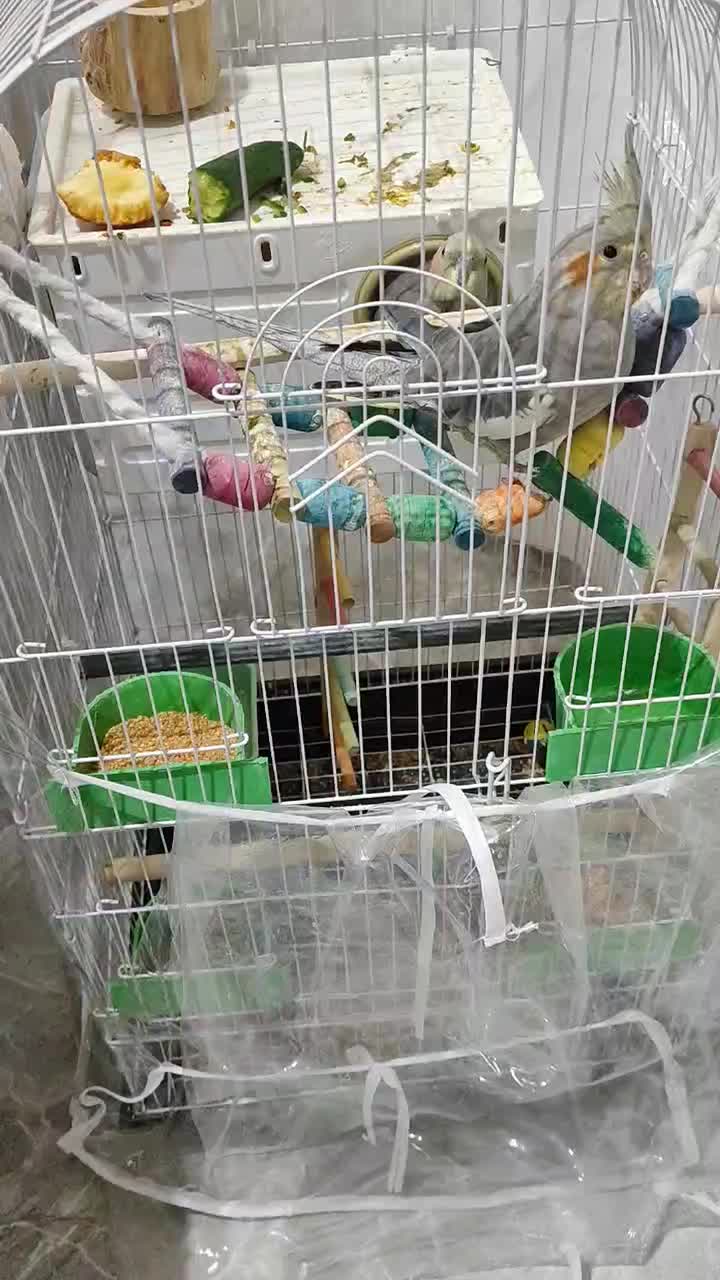 فروش عروس هلندی|پرنده|دیواندره, |دیوار