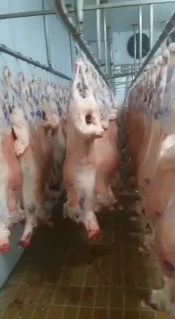 گوشت گوساله گوسفندگرم/منجمد/آلایش/شترمرغ/مشارکت|خوردنی و آشامیدنی|تهران, ونک|دیوار