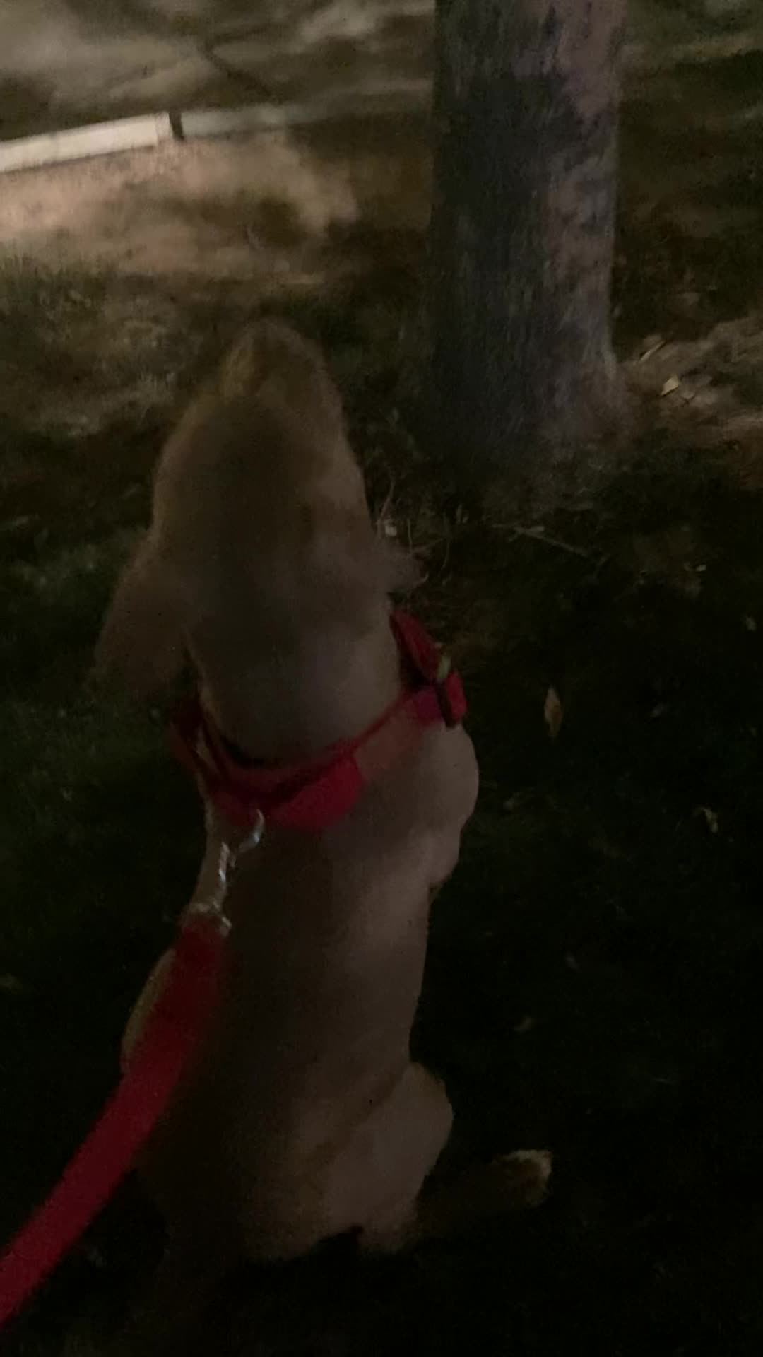 توله پیتبول|سگ|قزوین, |دیوار