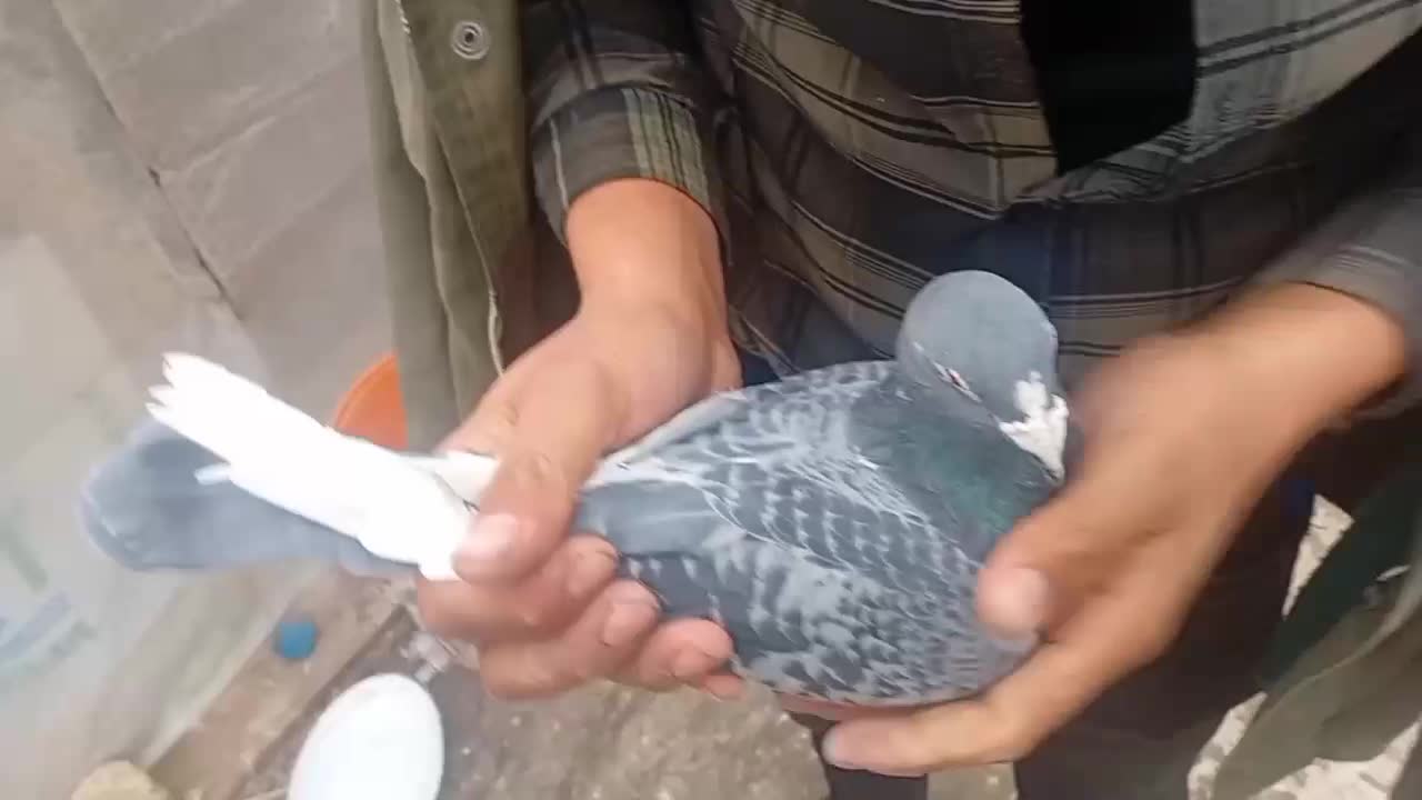 فروش فوری یک جفت کبوتر پلاکی|پرنده|فرخ‌شهر, |دیوار