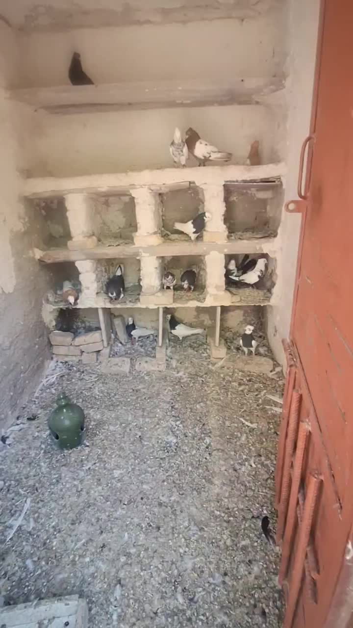 کفتر|پرنده|سده (فارس), |دیوار
