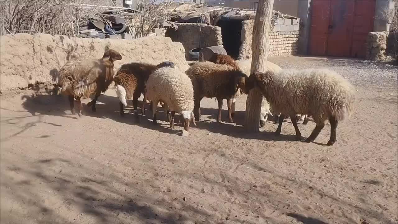 بره قوچی|حیوانات مزرعه|زیرکوه, |دیوار