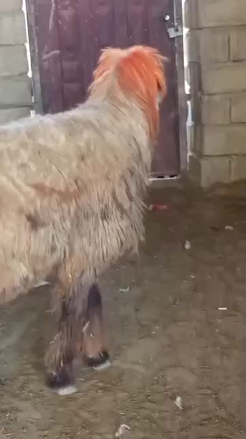کوهه قوچ بختیاری|حیوانات مزرعه|شیراز, ابیوردی|دیوار
