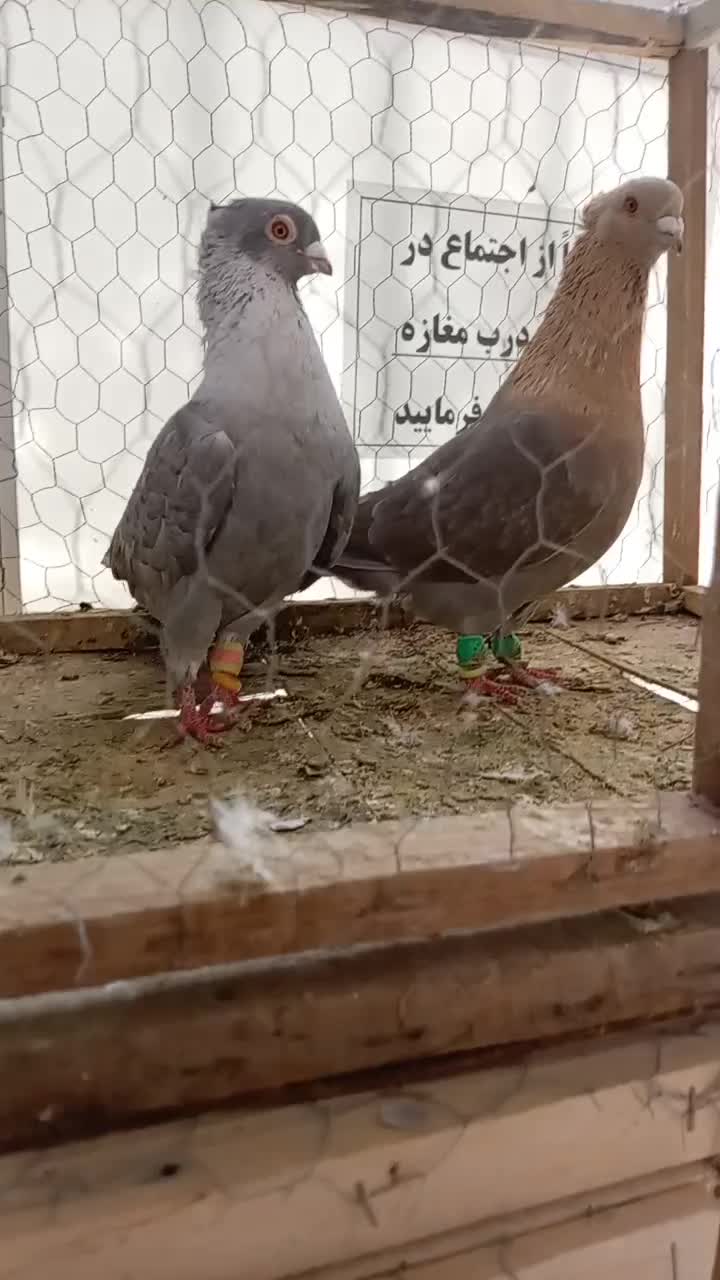 کبوتر|پرنده|گناباد, |دیوار