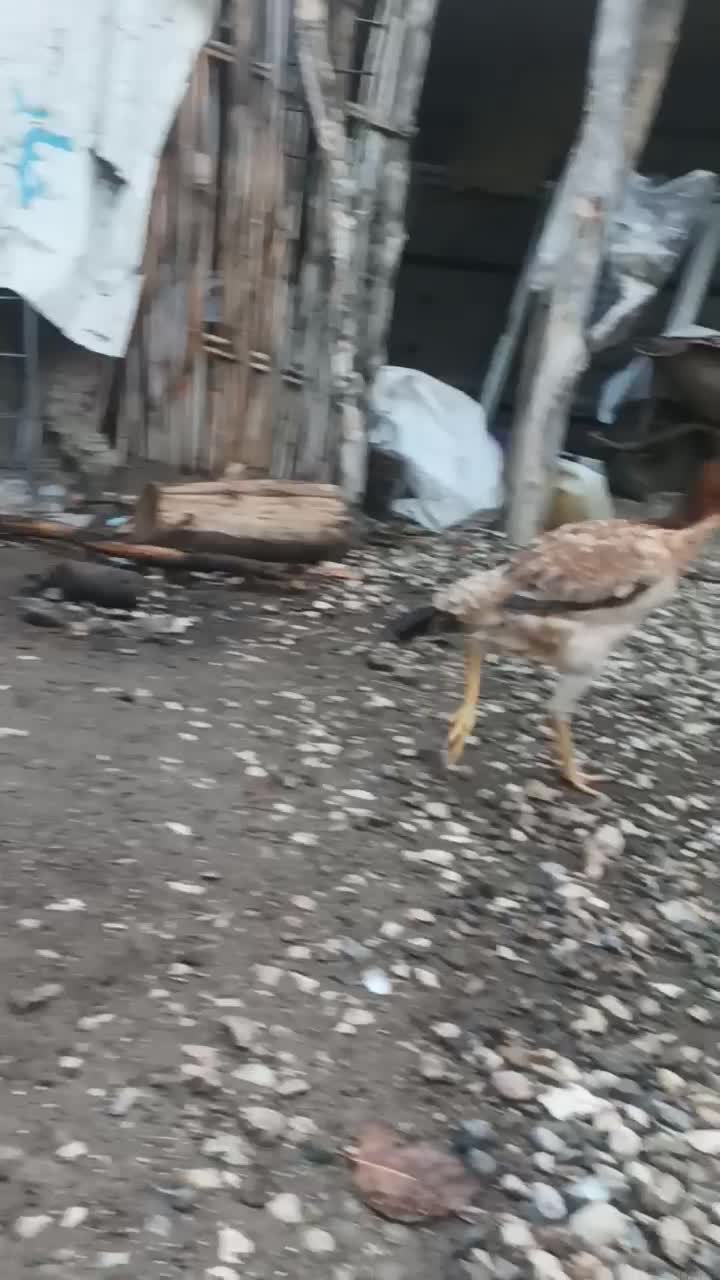 مرغ اوشامو|حیوانات مزرعه|دلند, |دیوار