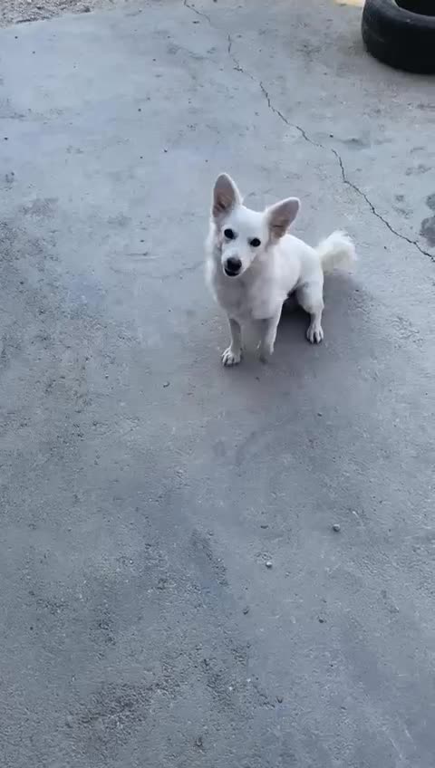 سگ سفید نر|سگ|اهرم, |دیوار