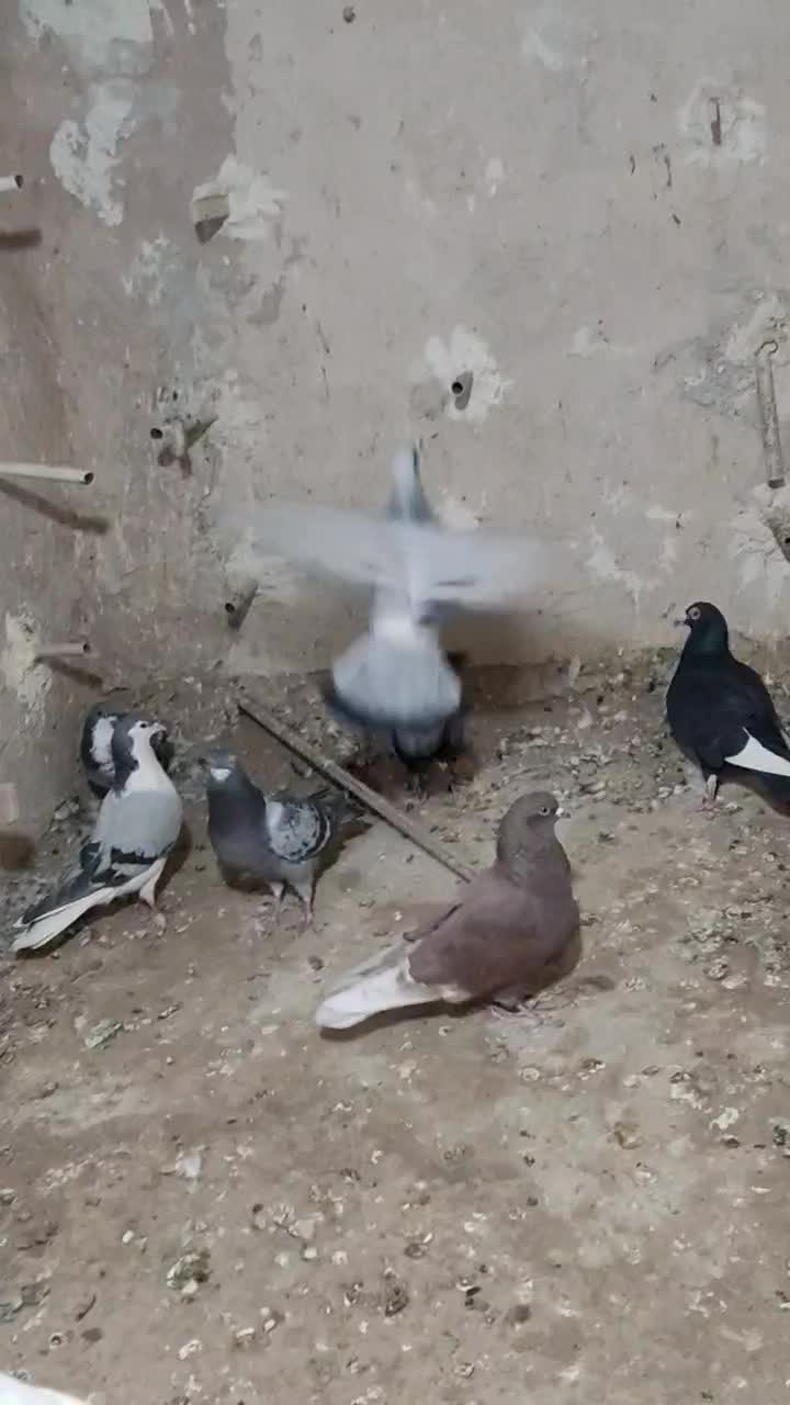 14تانرپریده|پرنده|کرمان, |دیوار