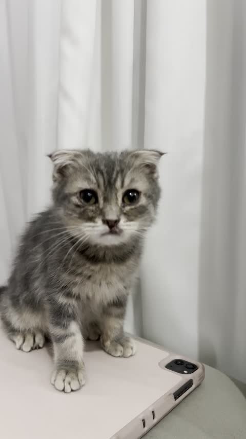 بچه گربه اسکاتیش فولد بلو گلد|گربه|قم, شهرک قدس|دیوار