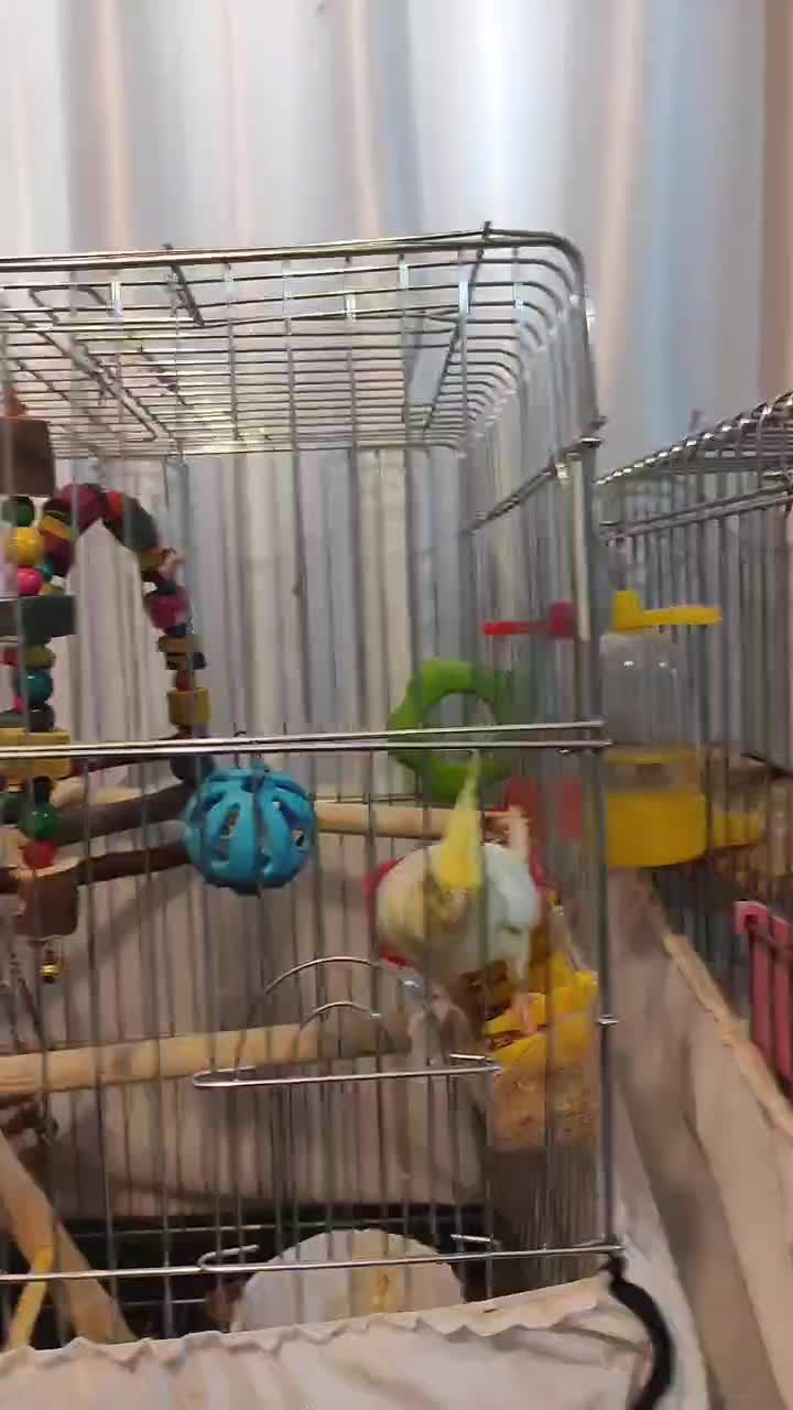 عروس هلندی ماده|پرنده|اهواز, شهرک برق|دیوار