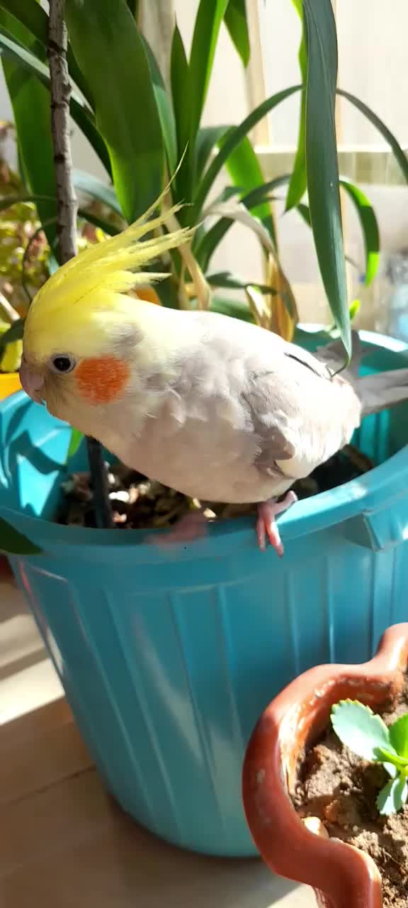 عروس هلندی|پرنده|شیروان (خراسان), |دیوار