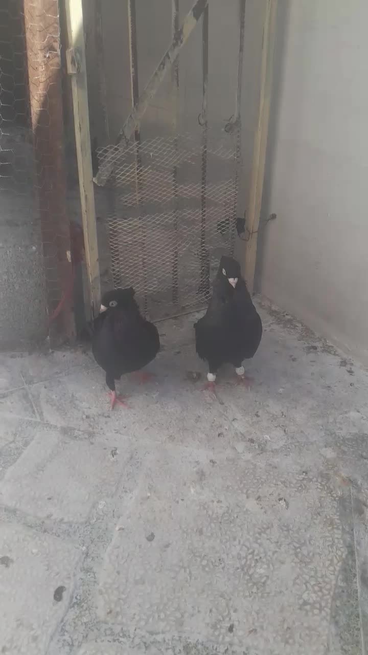 کبوتر صرب|پرنده|باغ ملک, |دیوار