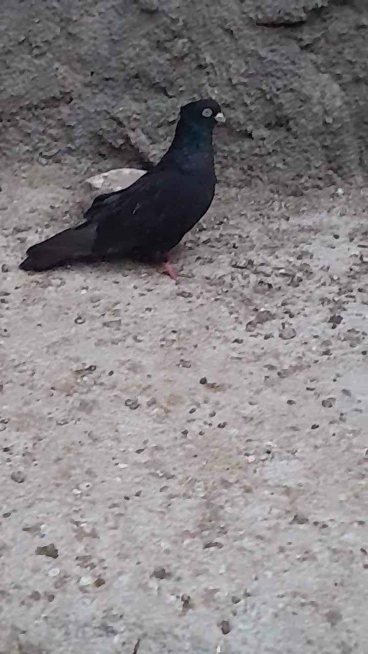 کبوتر|پرنده|شیراز, درکی|دیوار
