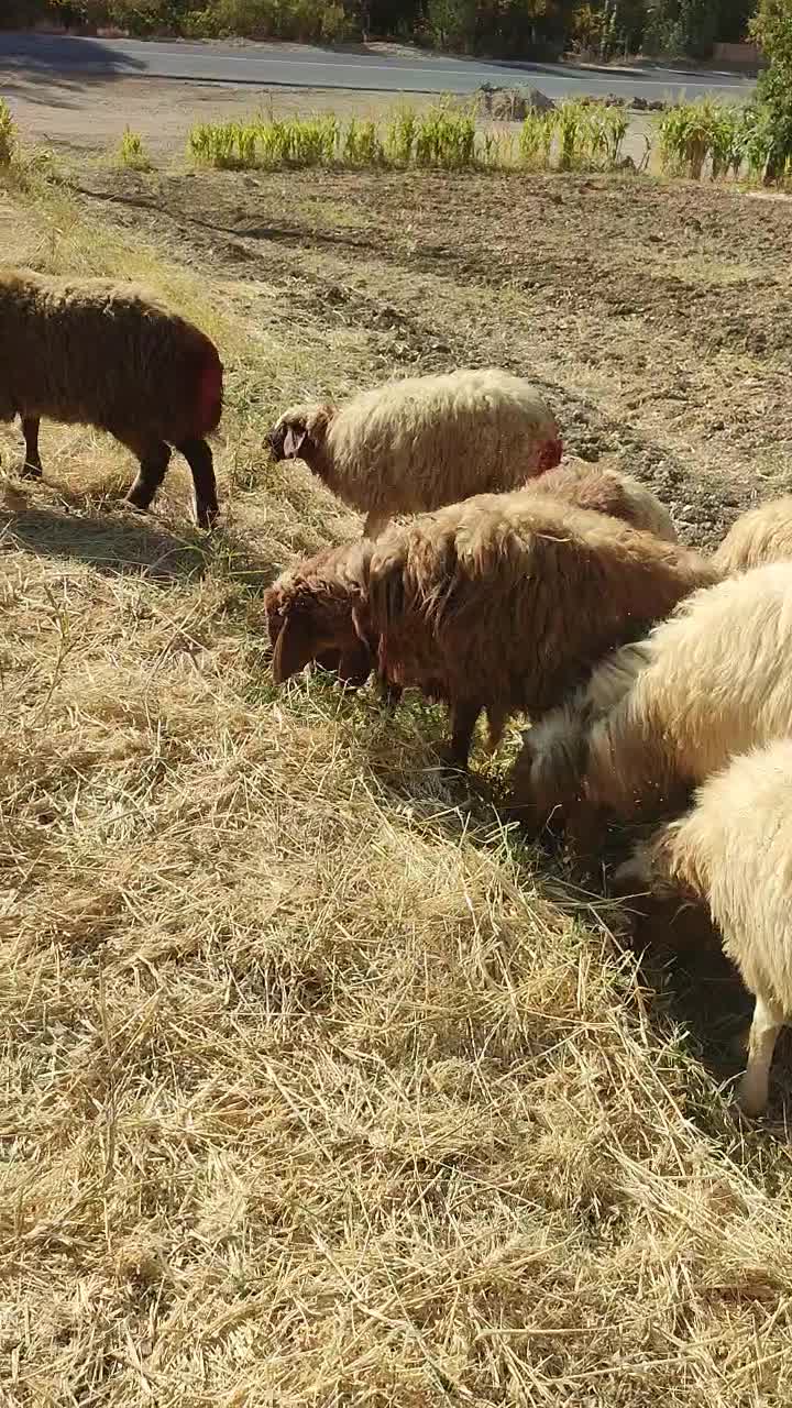 9راس کاور ماده 1ورن دو شیر سرحال گوشتی و پروار|حیوانات مزرعه|جوانرود, |دیوار