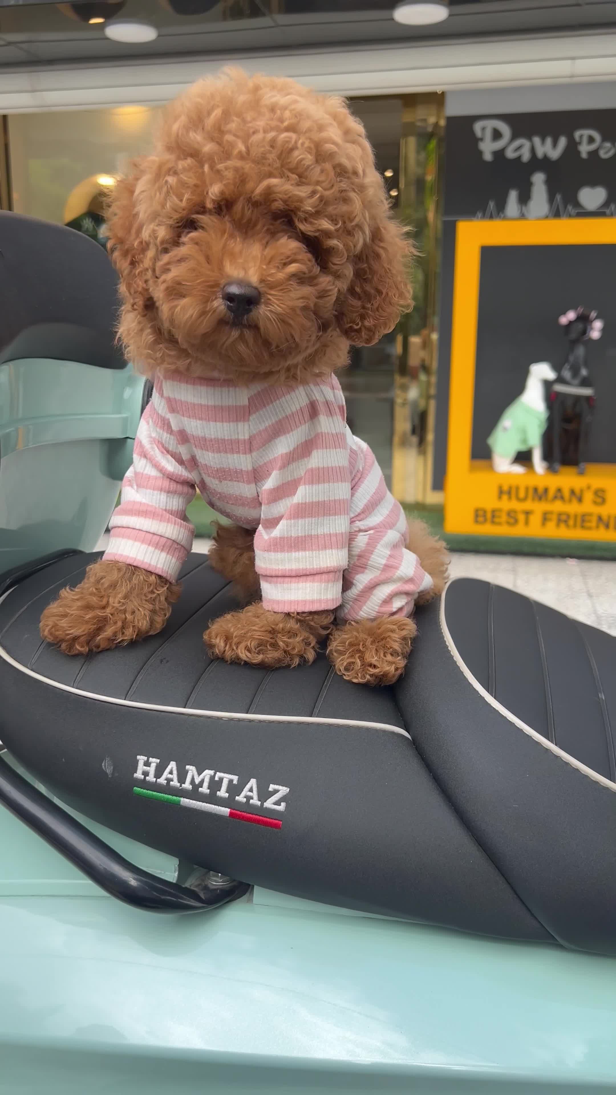 سگ پودل توی اصل|سگ|رشت, دیلمان|دیوار