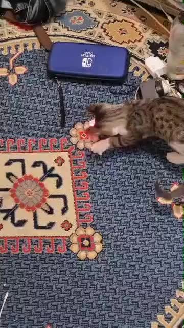 واگذاری تام زیبا|گربه|رشت, سعدی (تختی)|دیوار