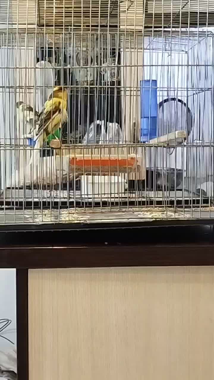 فروش قناری نر|پرنده|فردیس, شهرک شهید حسینی|دیوار