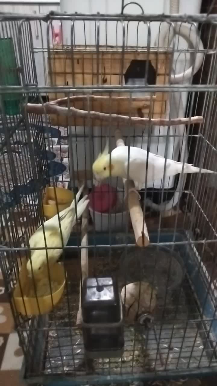 عروس هلندی|پرنده|پاکدشت, حصار امیر|دیوار