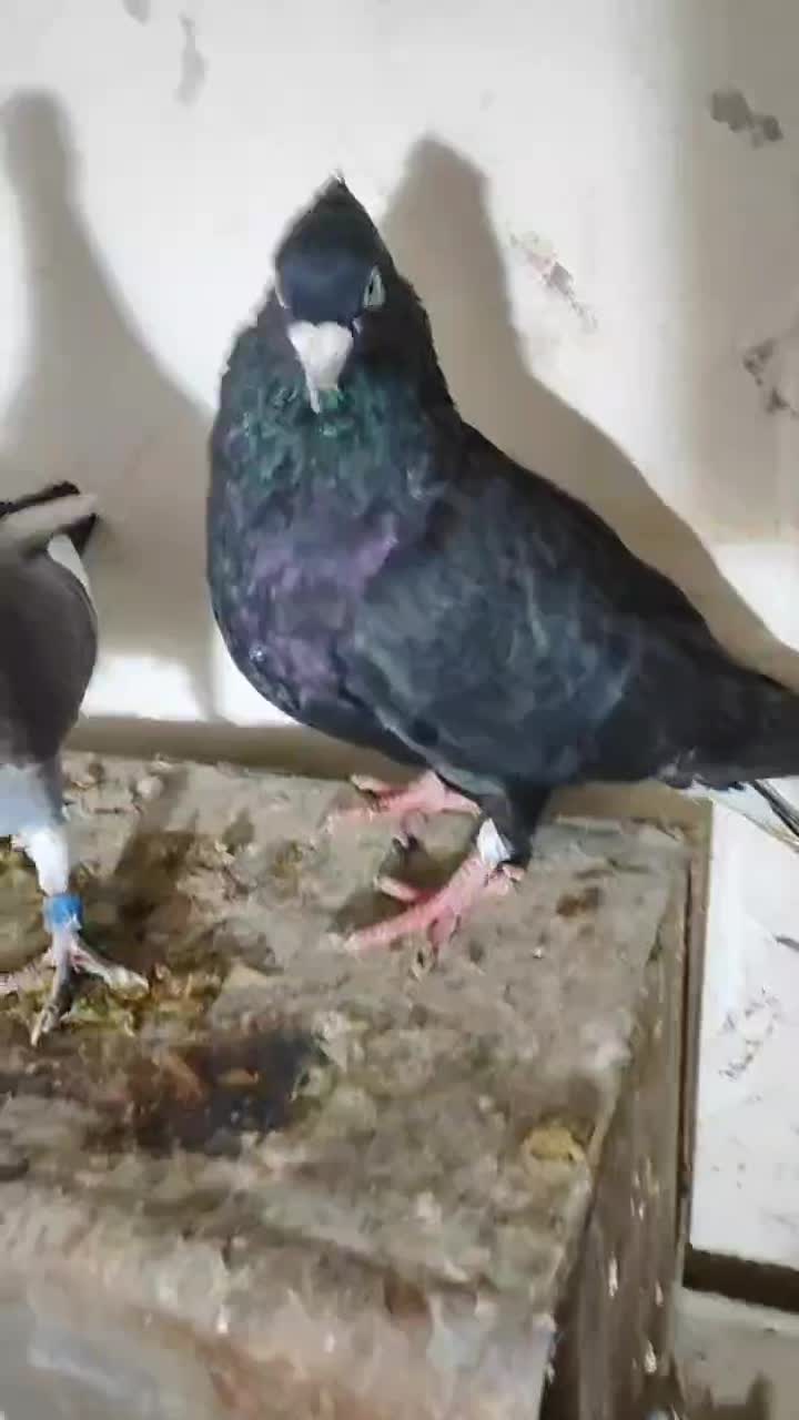 کفتر دم|پرنده|چناران, |دیوار