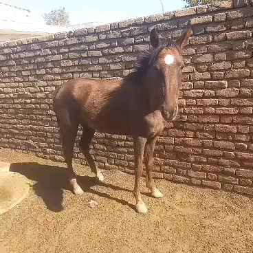 اسب قهوای ۲ ساله|اسب و تجهیزات اسبسواری|خرمآباد, |دیوار