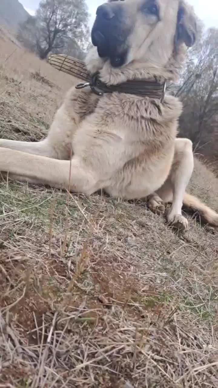 واگذار سگ نر پژدر|سگ|اردبیل, |دیوار