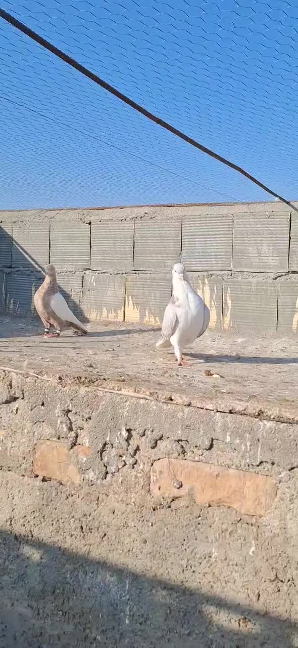 کفتر|پرنده|نیشابور, شهید بهشتی|دیوار