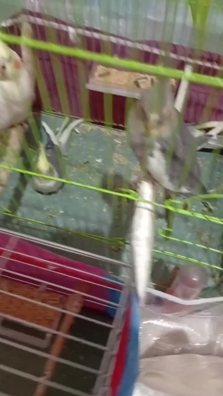 فروش جوجه عروس های 3ماهه|پرنده|مراغه, |دیوار