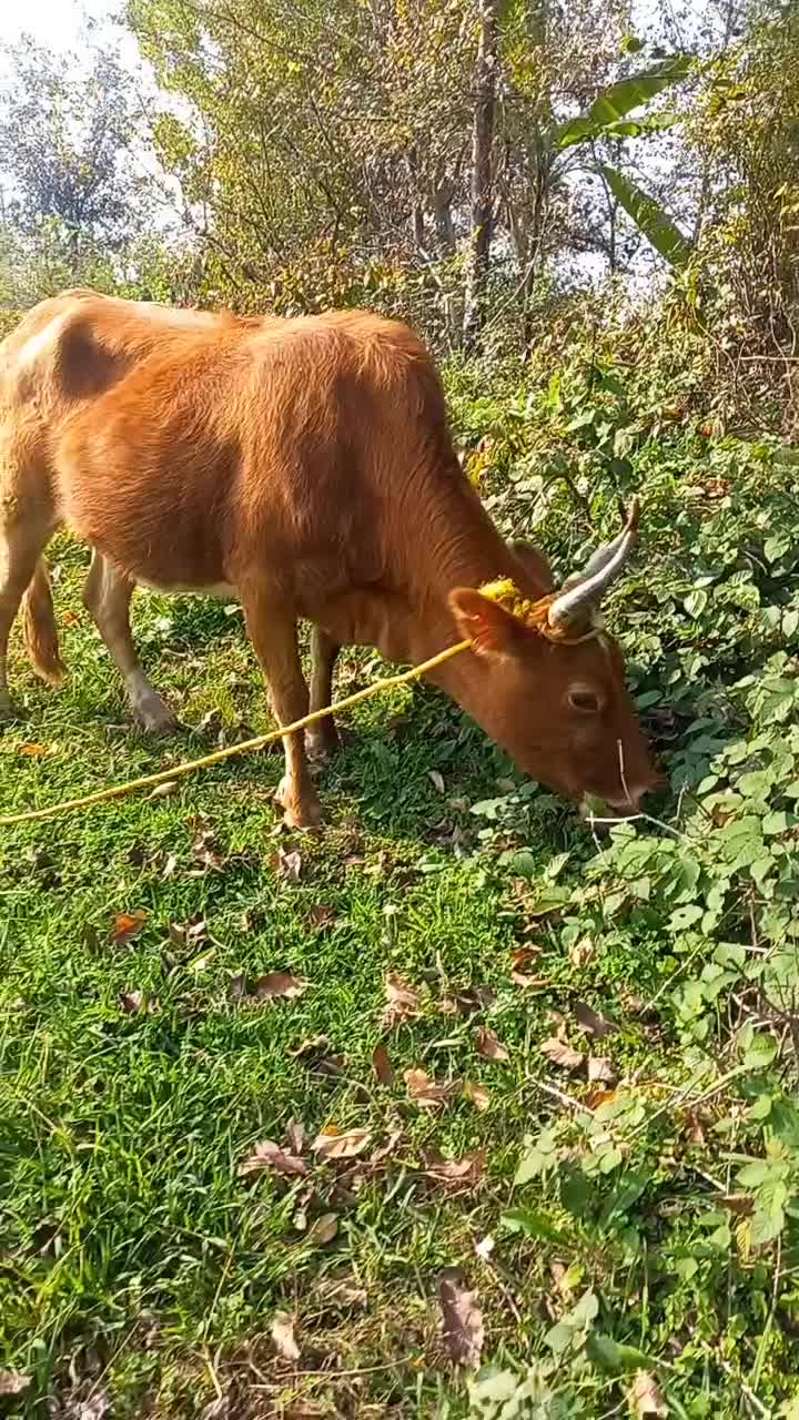 گاو  حامله ورزاکوله|حیوانات مزرعه|سنگر, |دیوار