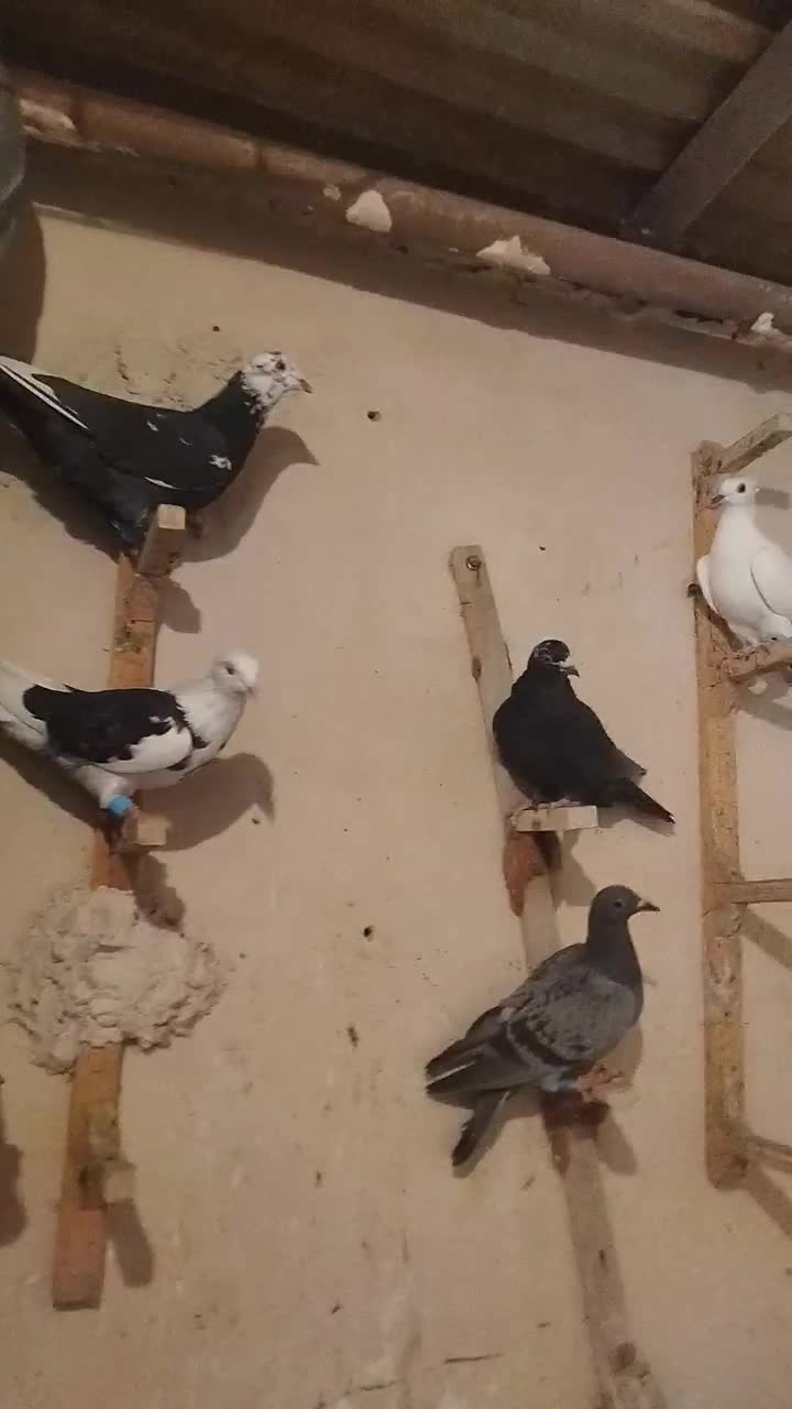 ۱۷تا پلاکی خوب|پرنده|مرودشت, رودبال|دیوار