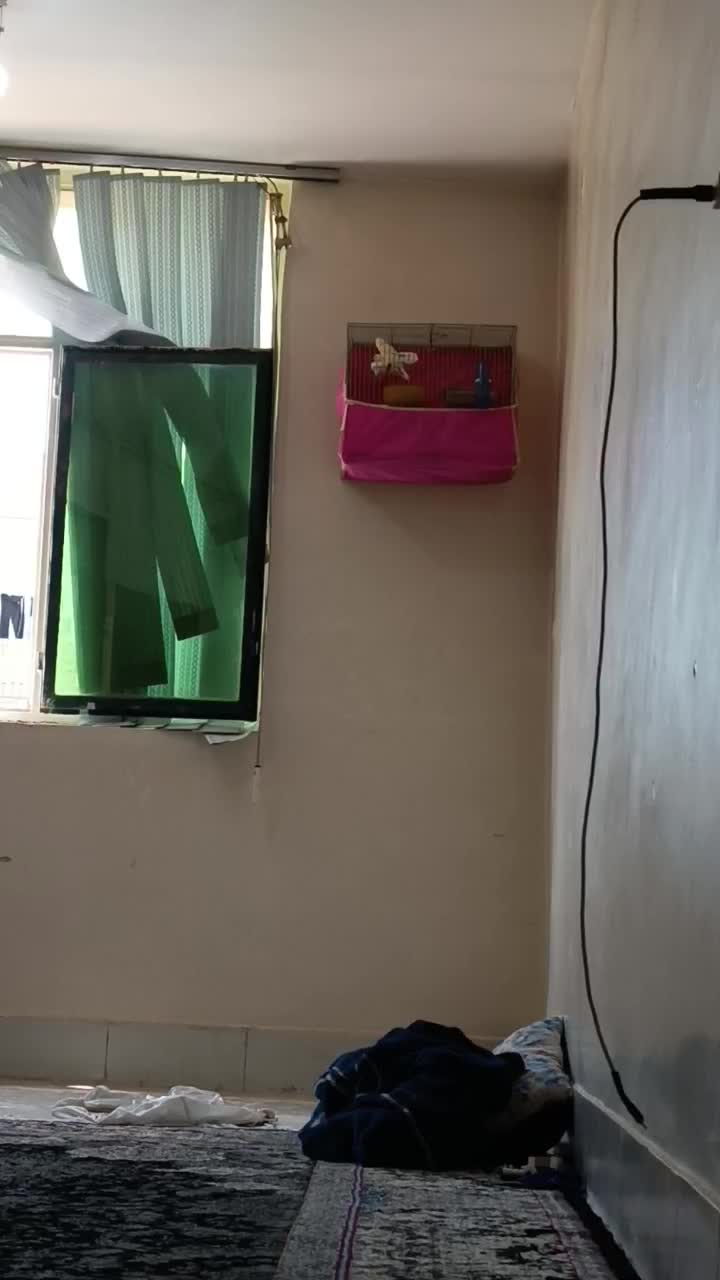 یه جفت قناری درجه یک|پرنده|فارسان, |دیوار