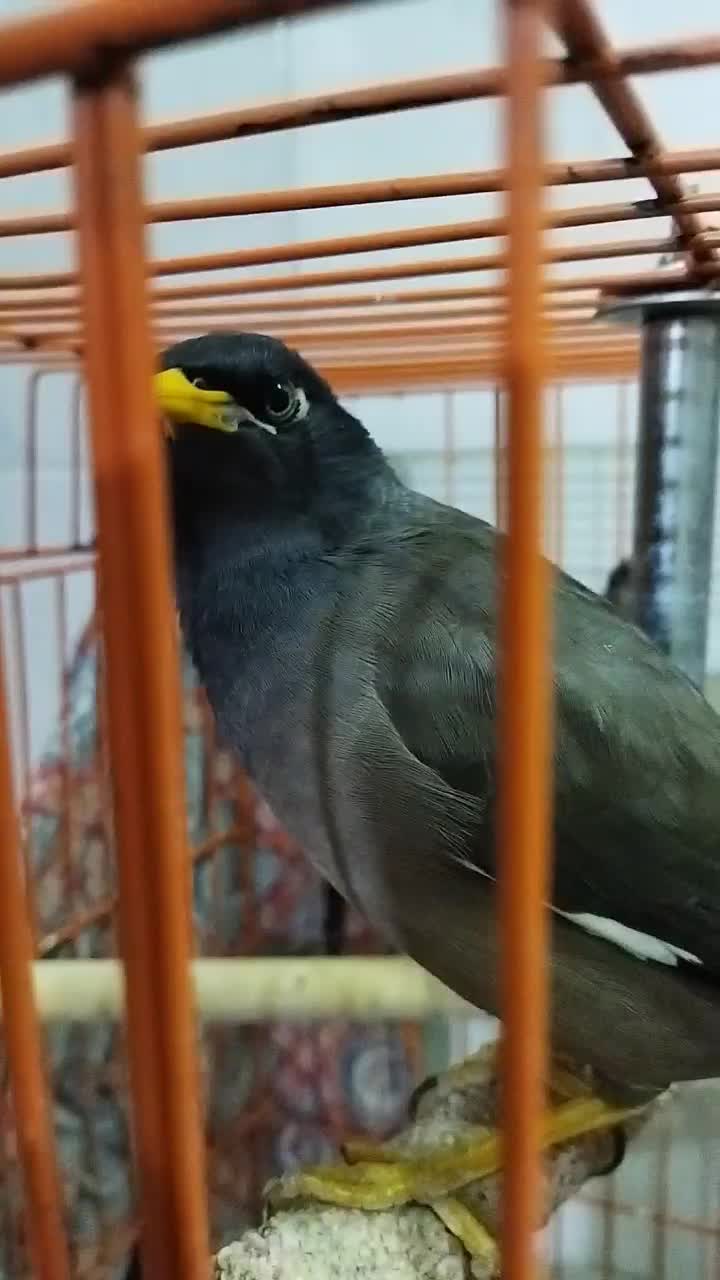 مینا|پرنده|تهران, امام زاده عبدالله|دیوار