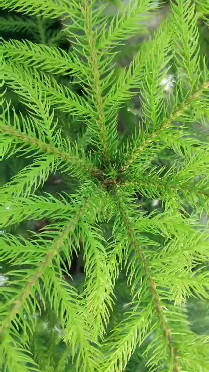 گل های زینتی و آپارتمانی|گل و گیاه طبیعی|لردگان, |دیوار