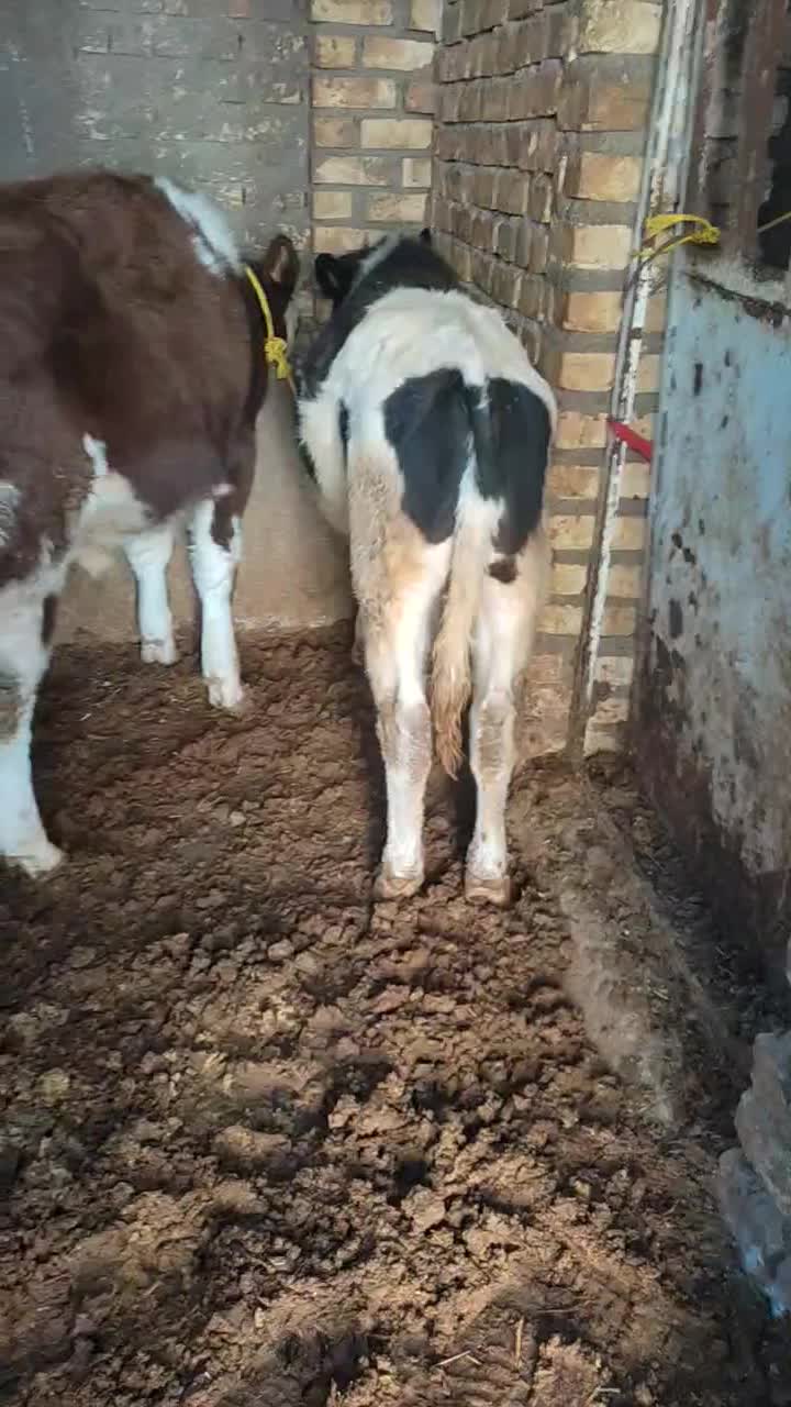 گوساله نر سیمینتال|حیوانات مزرعه|تاکستان, |دیوار