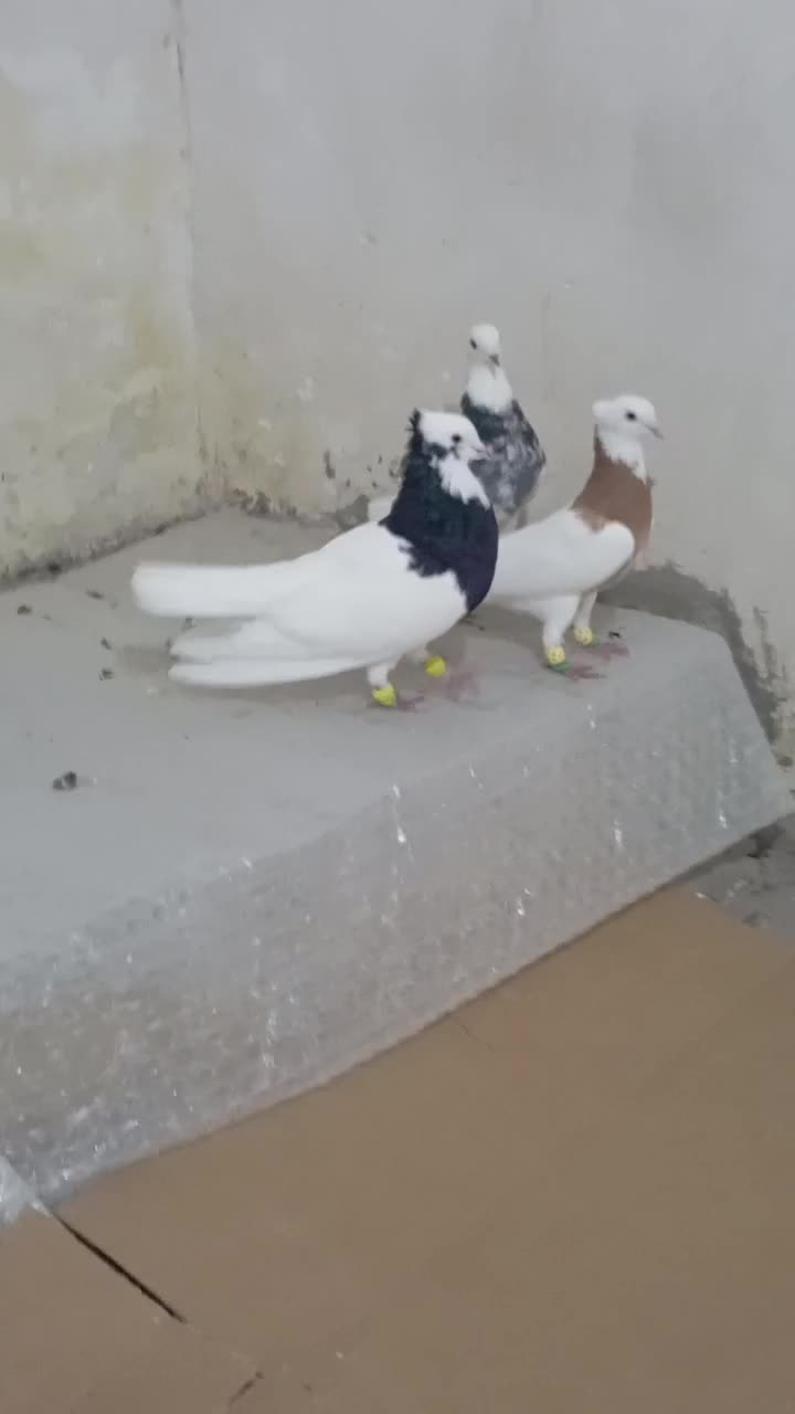 کیوتر|پرنده|قزوین, |دیوار